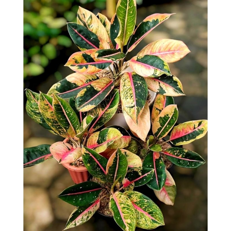 Tanaman Hias Aglonema DonaCarmen Mutasi Full Variegata Bunga Hias Aglonema Aglaonema DonaCarmen Muta