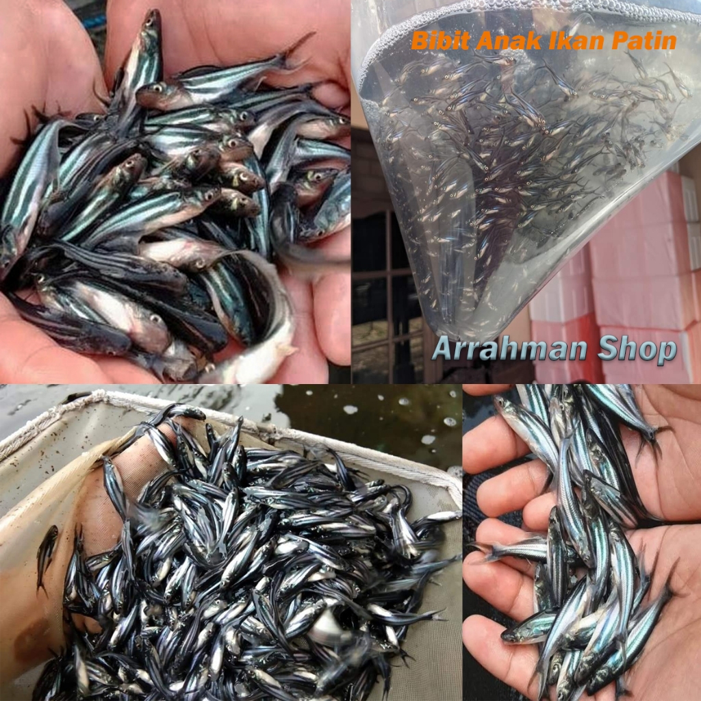 Bibit Ikan Patin - Ikan Patin 7-10 cm - Ikan Patin Super Berkualitas top grade A