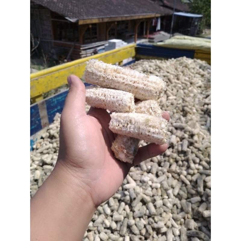 

TONGKOL JAGUNG BONGGOL JAGUNG JANNGGEL JAGUNG KERING perKg