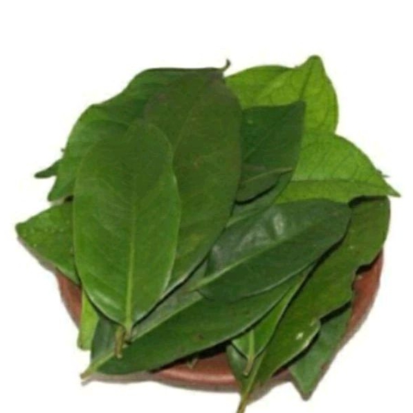 

Daun Salam Segar / Daun (Syzygium Polyanthum) Paket 250 Gram