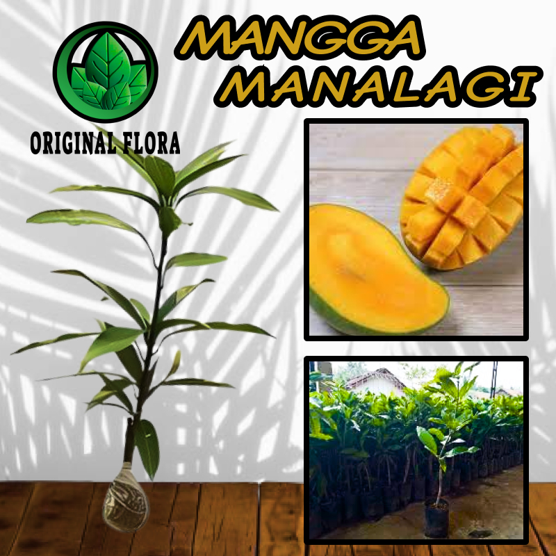 Bibit Mangga Manalagi Pohon Mangga Bibit Buah Mangga Manalagi