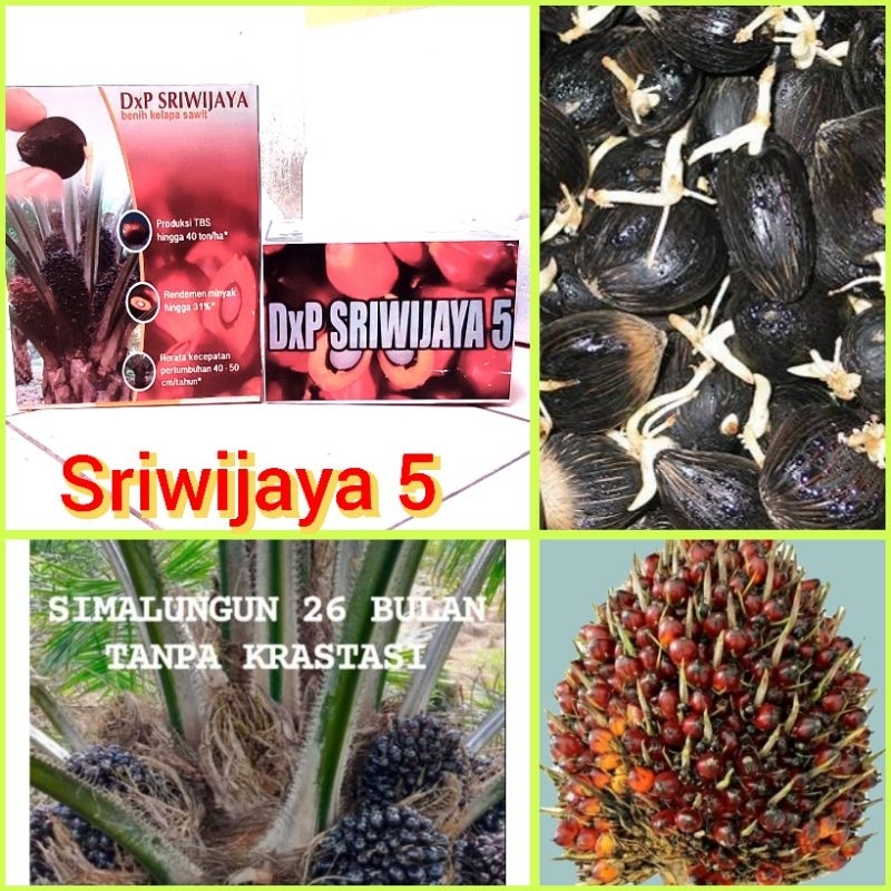 Bibit kecambah sawit Sriwijaya 5