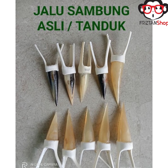 Ready Jalu Sambung Ayam Aduan  Jalu Ayam Bangkok Berkualitas