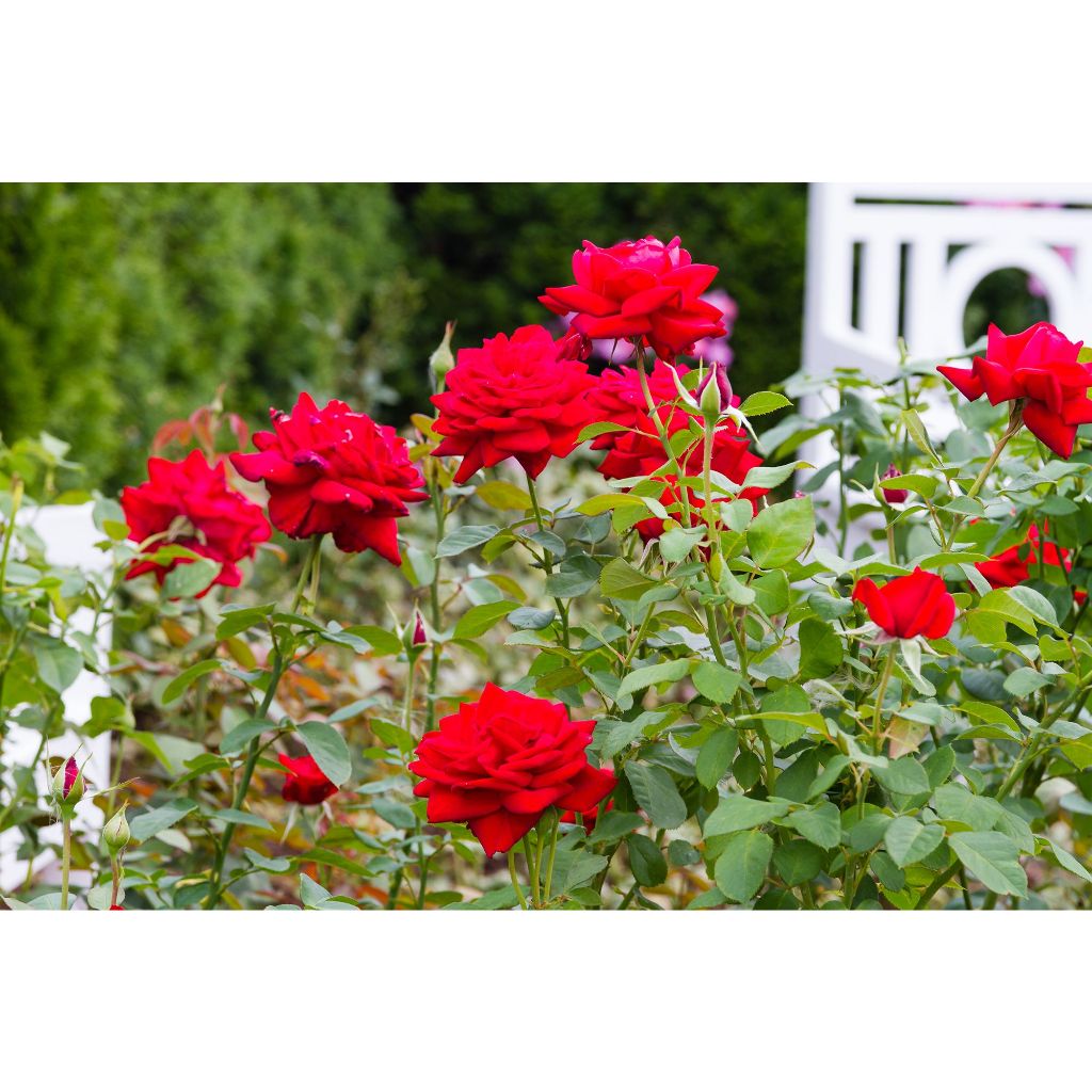 BIBIT BUNGA MAWAR MERAH CANTIK / BUNGA MAWAR OKULASI / MAWAR MERAH TERMURAH