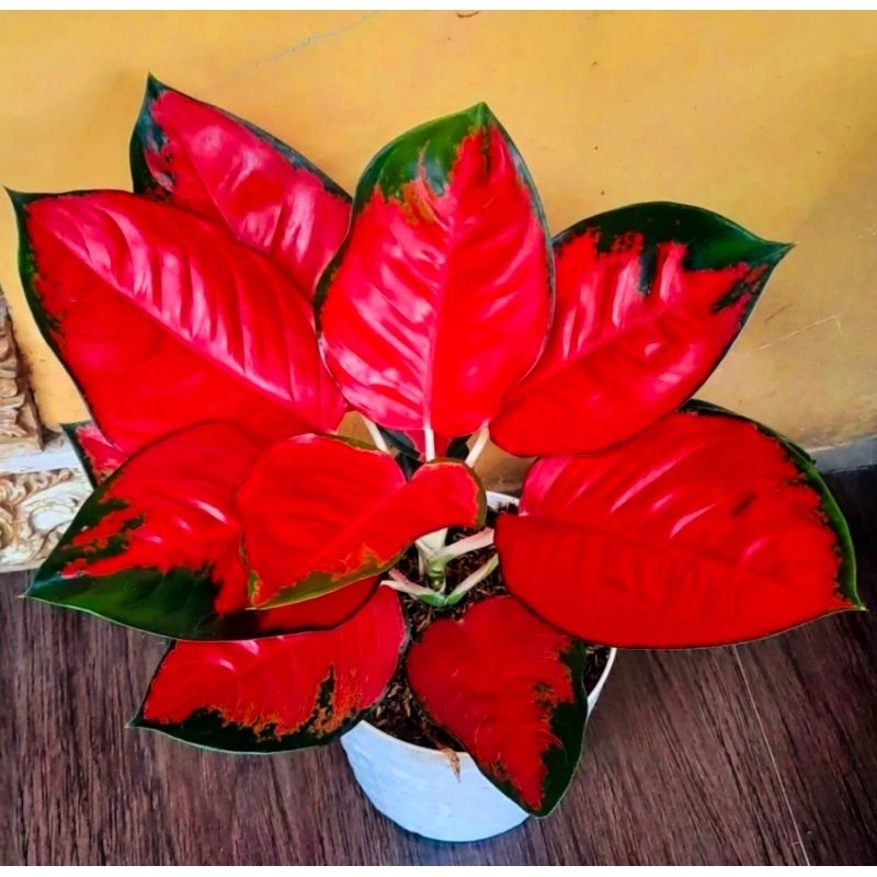 ( BISA COD ) Aglonema Suksom Jaipong Merah Mutasi Tanaman Hias Aglonema Aglaonema Suksom Jaipong Mer