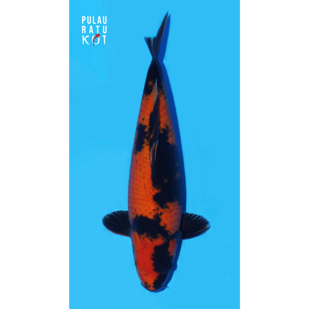 hi utsuri 55 bu female shinoda koi farm import hiutsuri sertifikat breeder