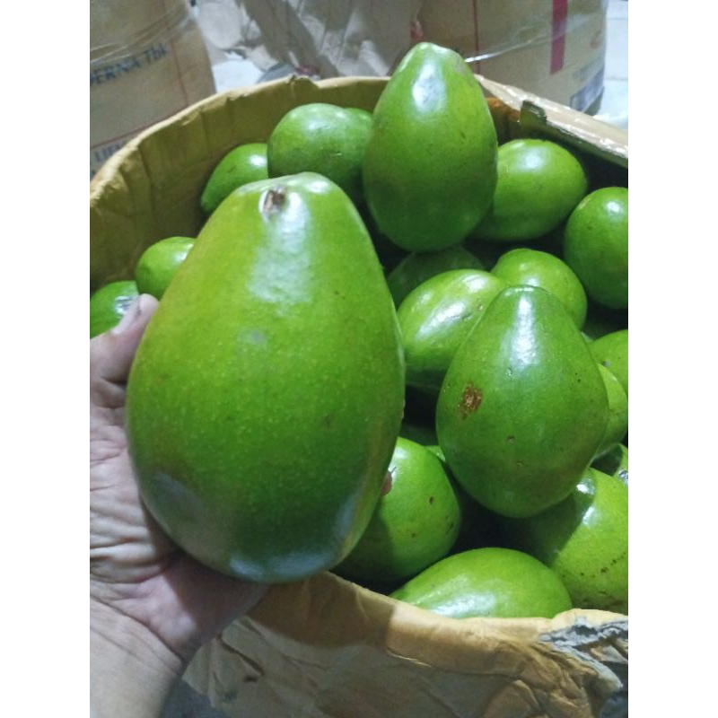 

Alpukat Mentega super premium/Alpukat Mentega Lampung timur jumbo1kg 1-2buah 2kg3buah