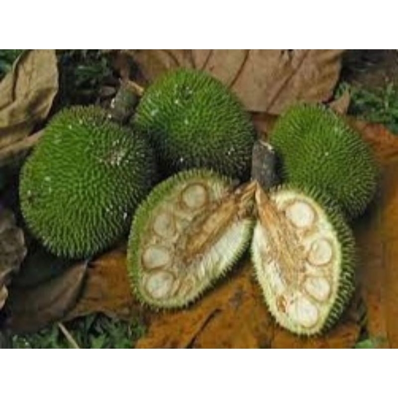 

BUAH KLUWEH 1PCS
