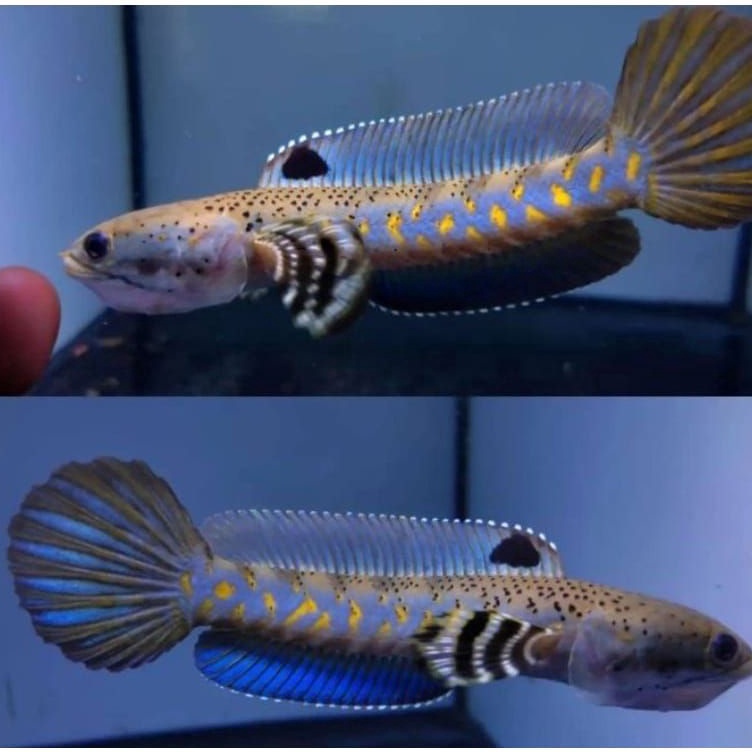 blue pulcra spek kontes kwalitas premium GRADE A