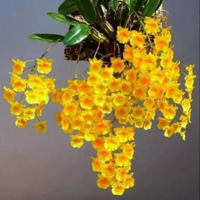 Anggrek dendrobium Agregatum isi 2 bulp