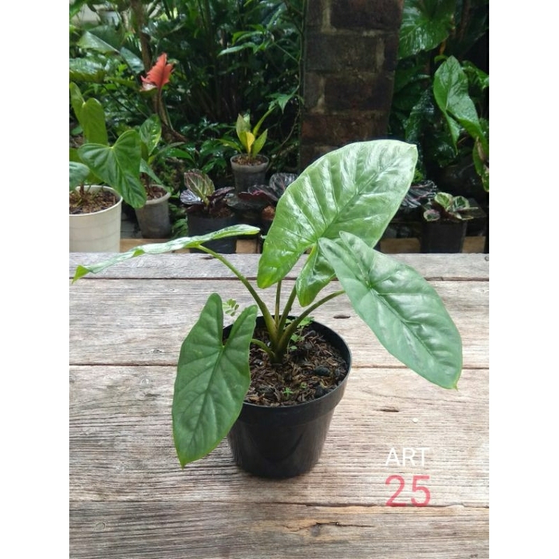 Alocasia Corazon Alokasia Silver Real Picture