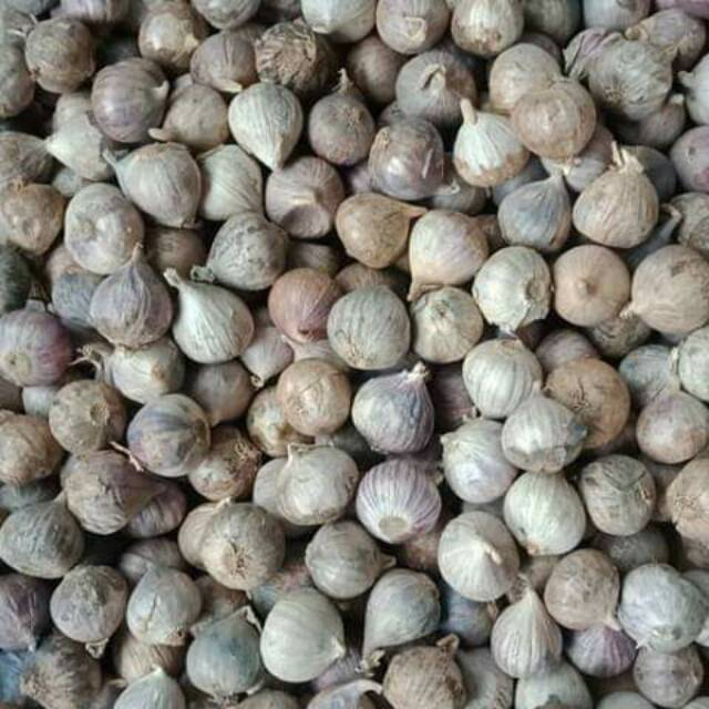 

UNGGUL Bawang Lanang Kecil 100gr, 250gr, 500gr, 1 kg/ Bawang Putih Tunggal Obat Herbal Import Kualitas SUPER Ukuran Kecil||COD