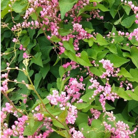 Biji Benih Bunga Air Mata Pengantin (AMP) 25 Biji