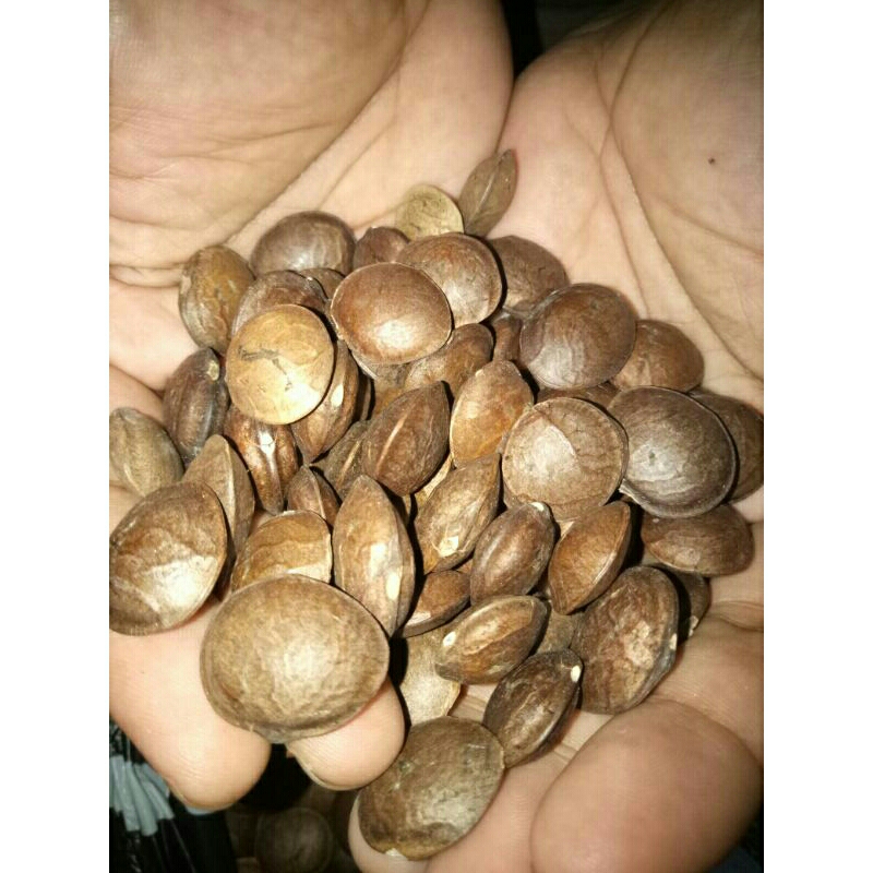 

Bibit,benih,biji kacang sacha inchi 50 pcs