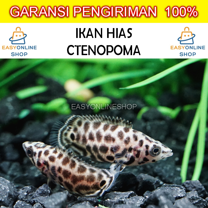 Ikan Hias Ctenopoma Ikan Daun Stenopoma Ikan Aquascape