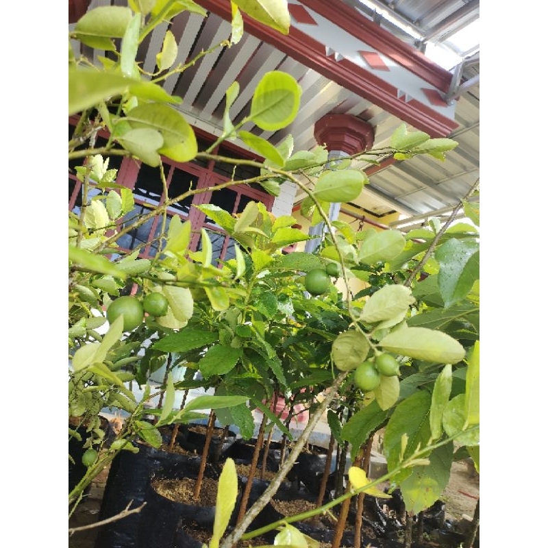 

Jeruk Lemon California Super Genjah Cepat Berbuah