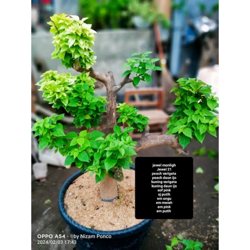 BIBIT BONSAI BUGENVIL BUNGA CANTIK IMPORT