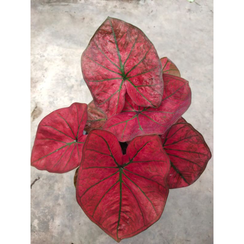 keladi merah/caladium