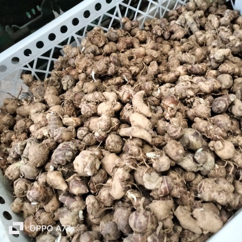 

kencur batu asli kemasan 500gram