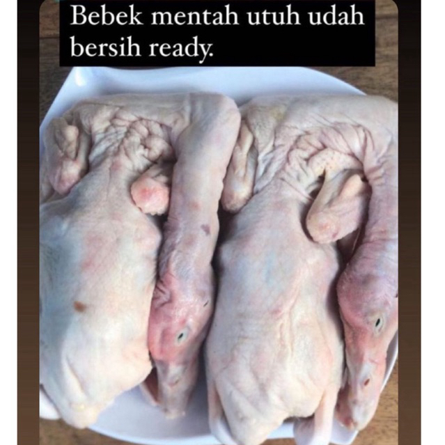 

bebek 1 ekor bersih