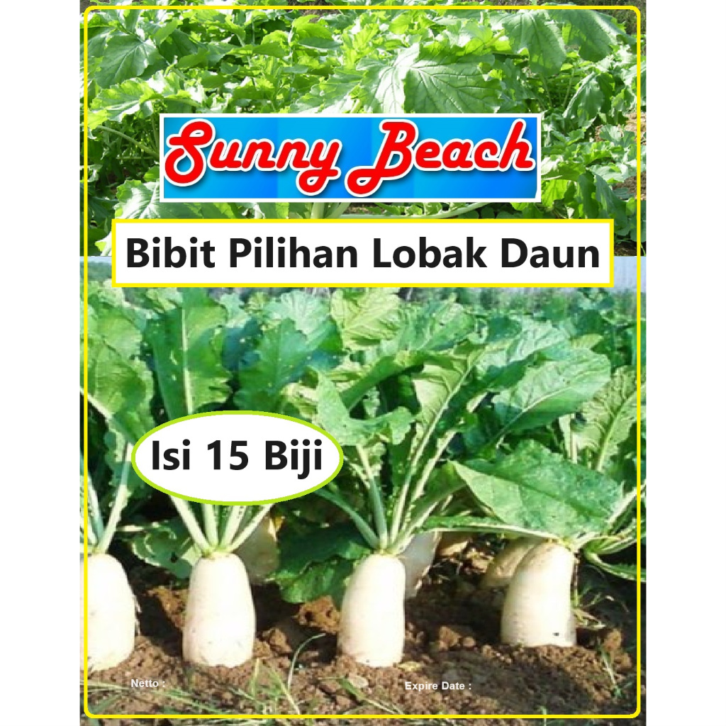 Bibit Pilihan Lobak Daun | Biji Benih Lobak Daun | Biji Bibit Lobak