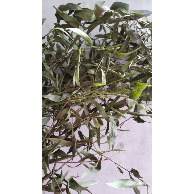 daun kayu putih segar/kering  50g