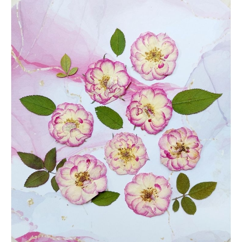 Pressed Double Color Rose - Dried Rose - Bunga Kering - Mawar Press - Mawar kering - Oshibana - Maha