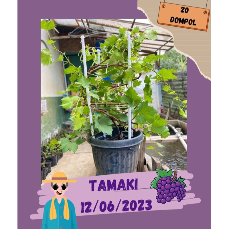tamaki 20 dompol