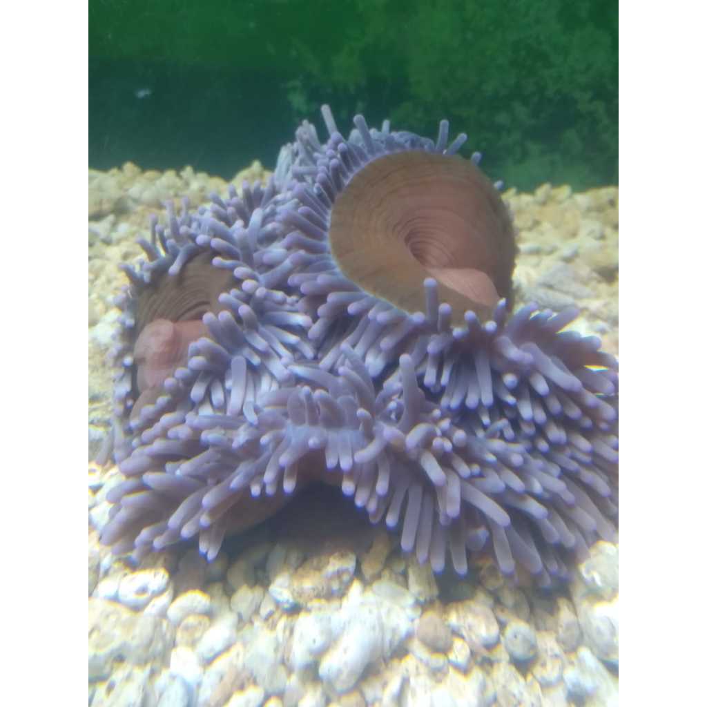 Anemon CLOWN Coklat - Brown Clown L.T. Anemone