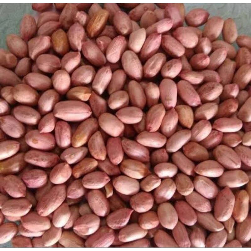 

Kacang Tanah Mentah Murah 1 kg