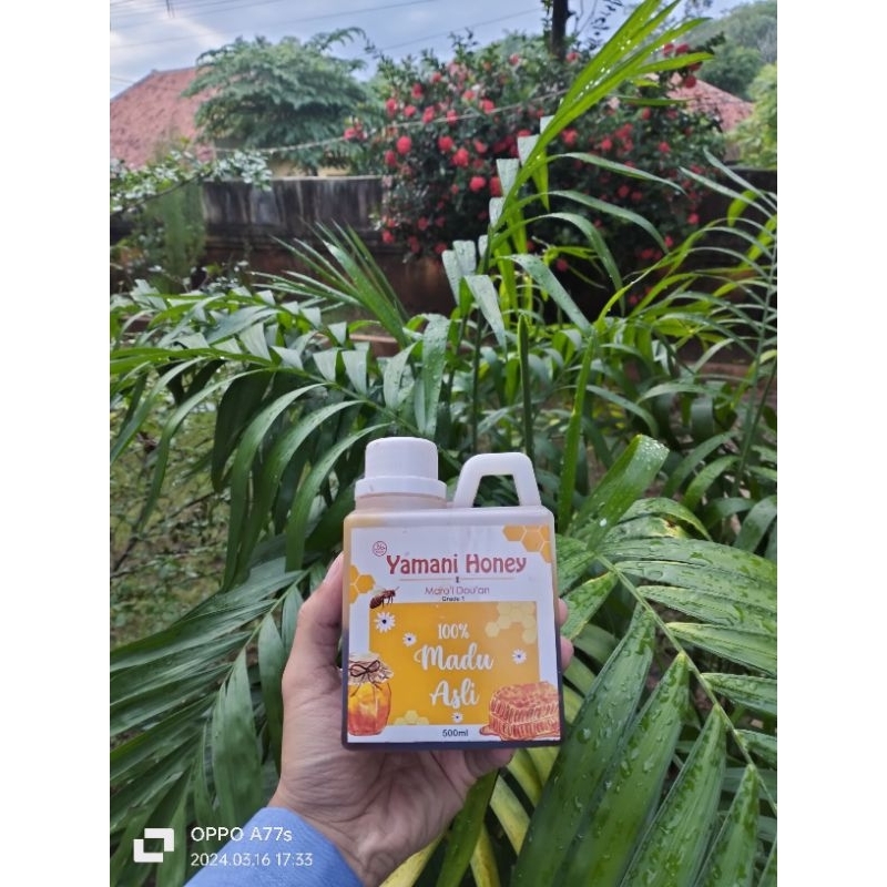 

madu yaman hadramaut asli