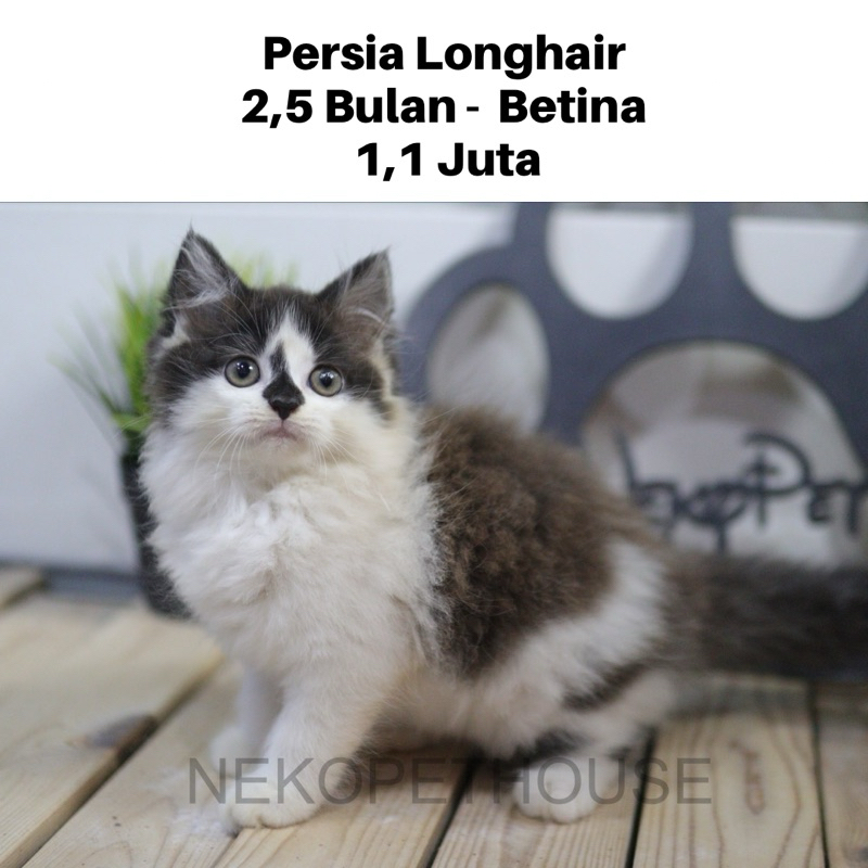 Persia Longhair Kitten Anak Kucing Lucu Hitam Putih