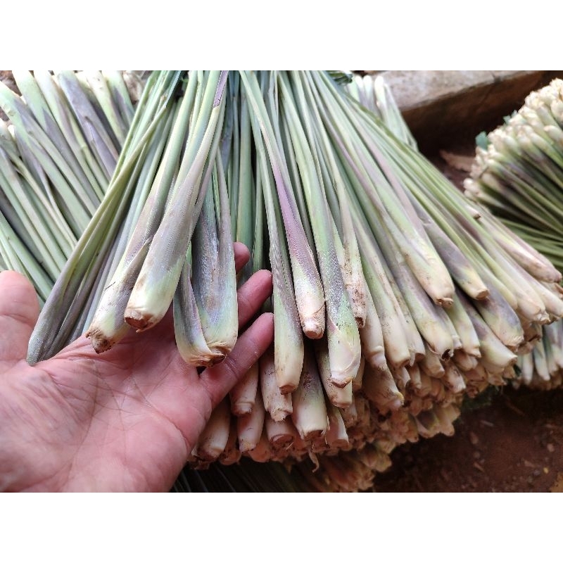 

Sereh Besar Sayur 1 kg