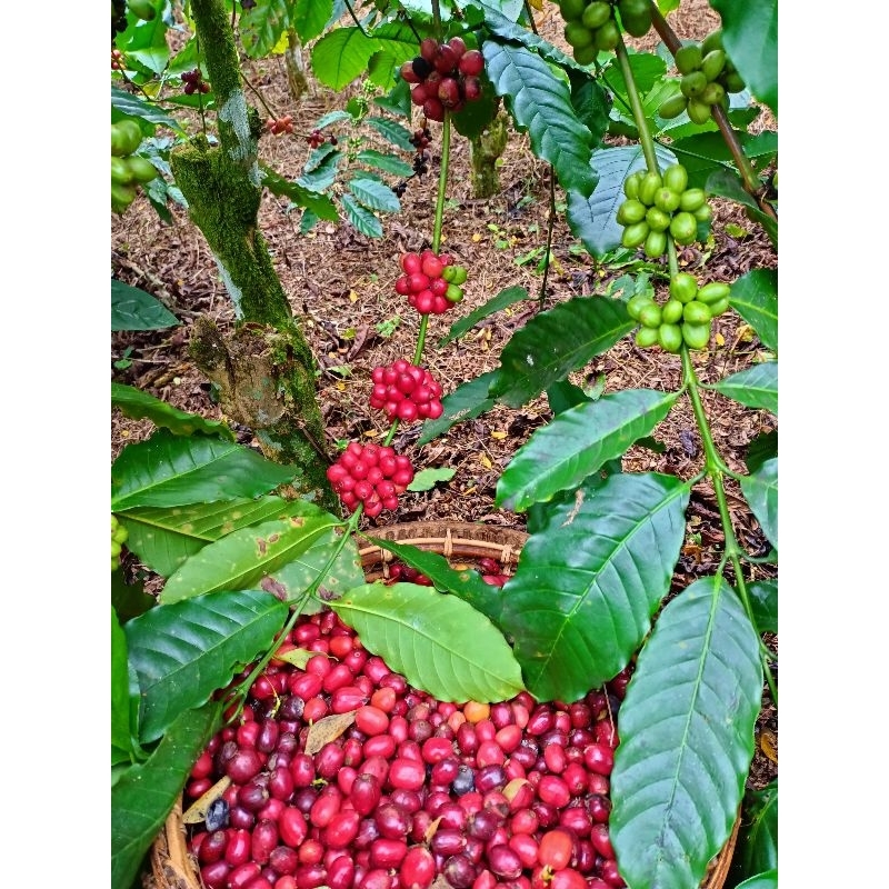 

BUBUK KOPI