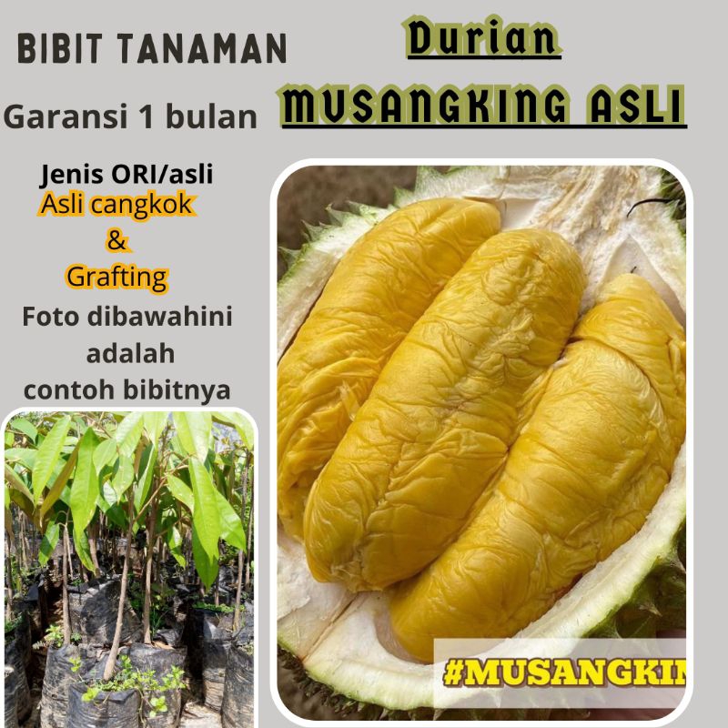 BIBIT DURIAN MUSANG KING