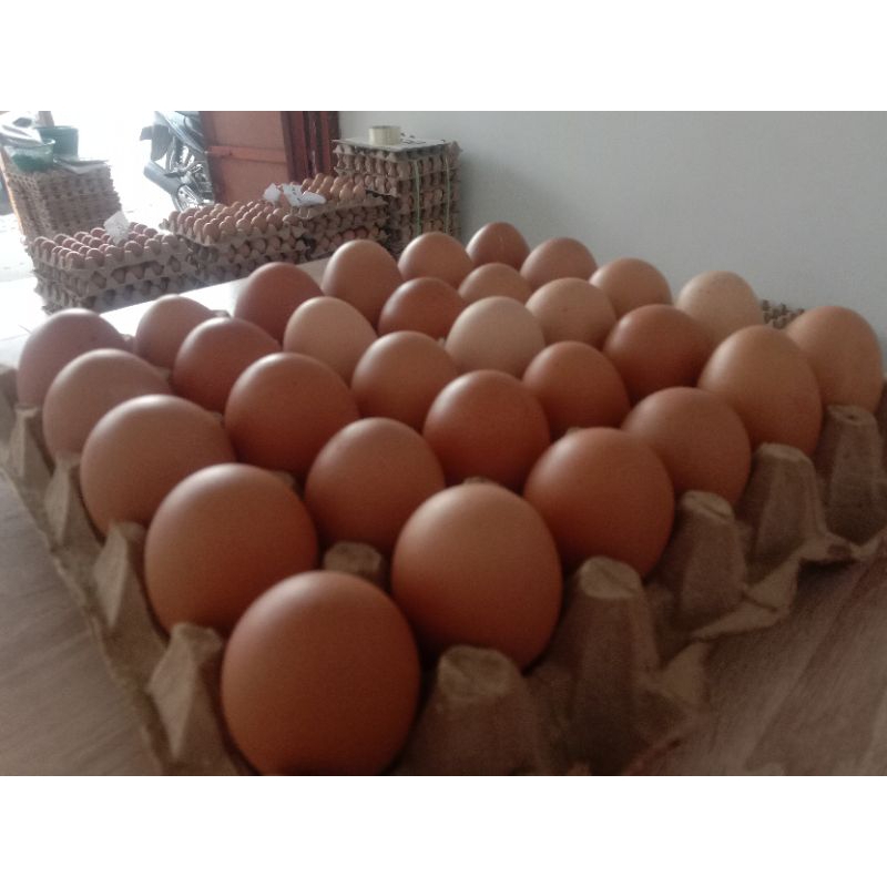 

TELUR JUMBO Grade A+