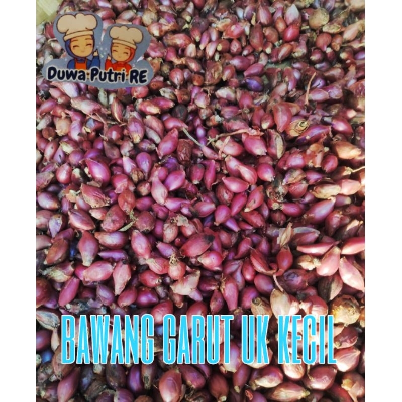 

bawang garut 1kg ukuran kecil