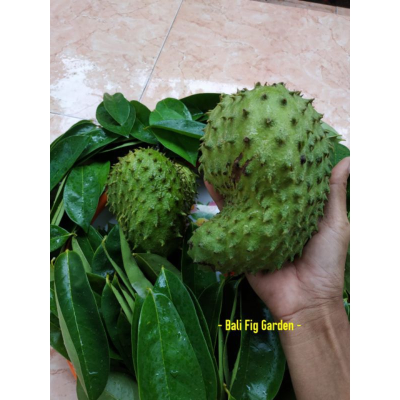 

Daun Sirsak Segar Perhelai