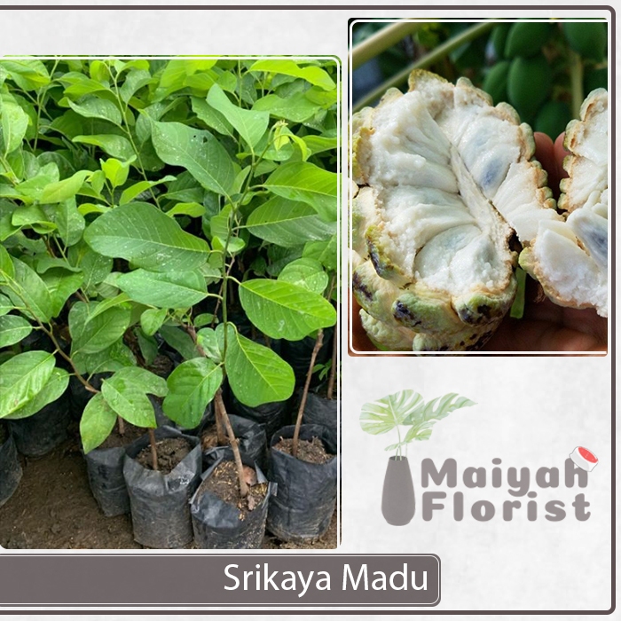 Bibit Tanaman Buah Srikaya Madu - Annona squamosa