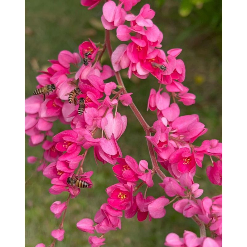 tanaman merambat bunga AMP(air mata pengantin) dewasa rimbun
