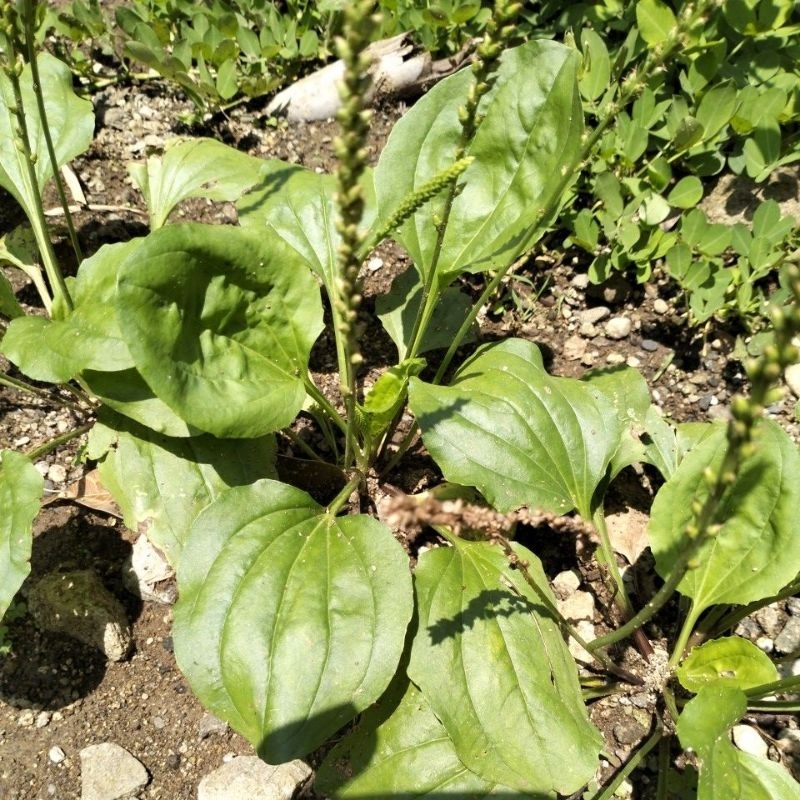

Paket Hemat Daun Sendok Atau Daun Ki Urat Asli Segar 200 Gram
