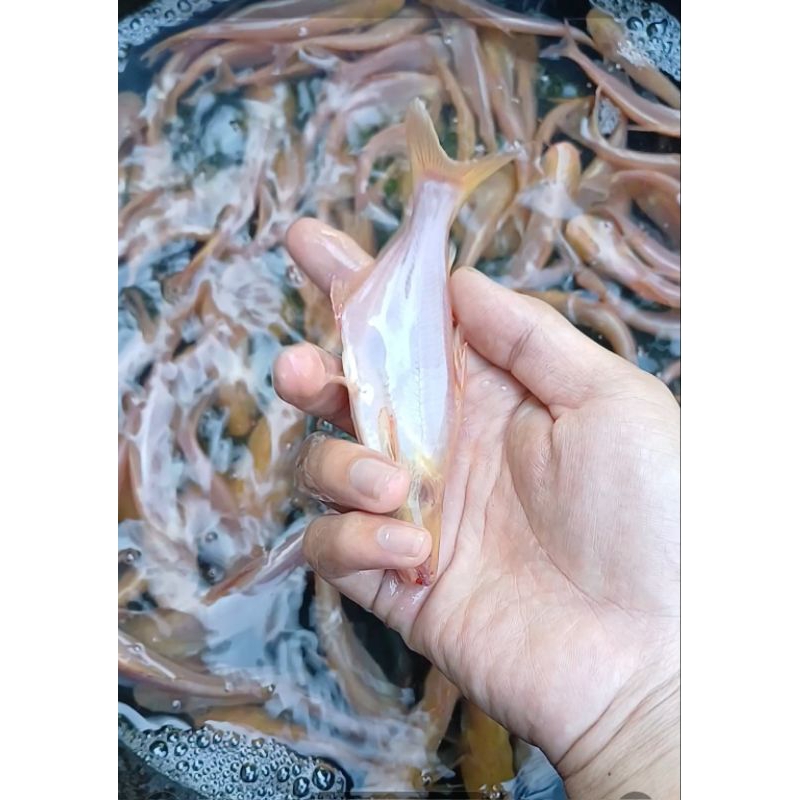 ikan patin albino