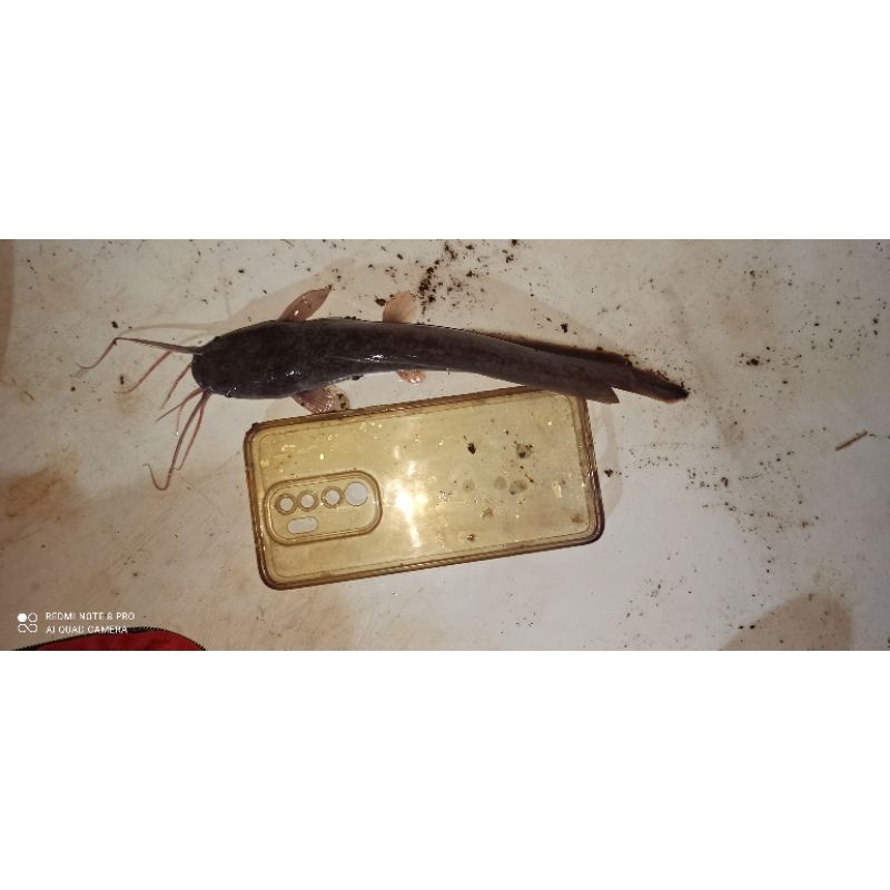 

Ikan Lele Konsumsi