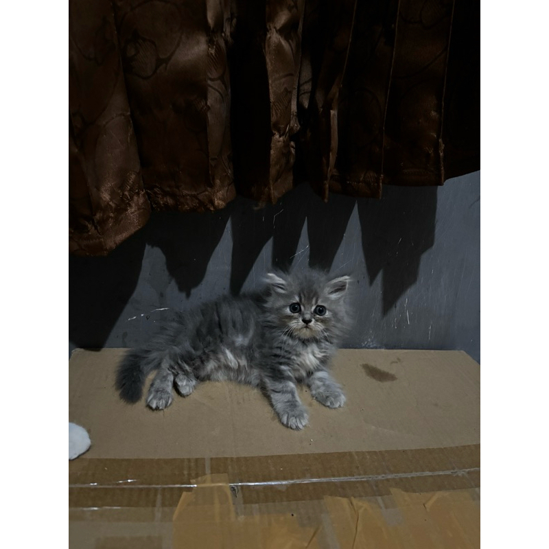 Kitten persia abu 2 bulan, abu gradasi gembul gemboy