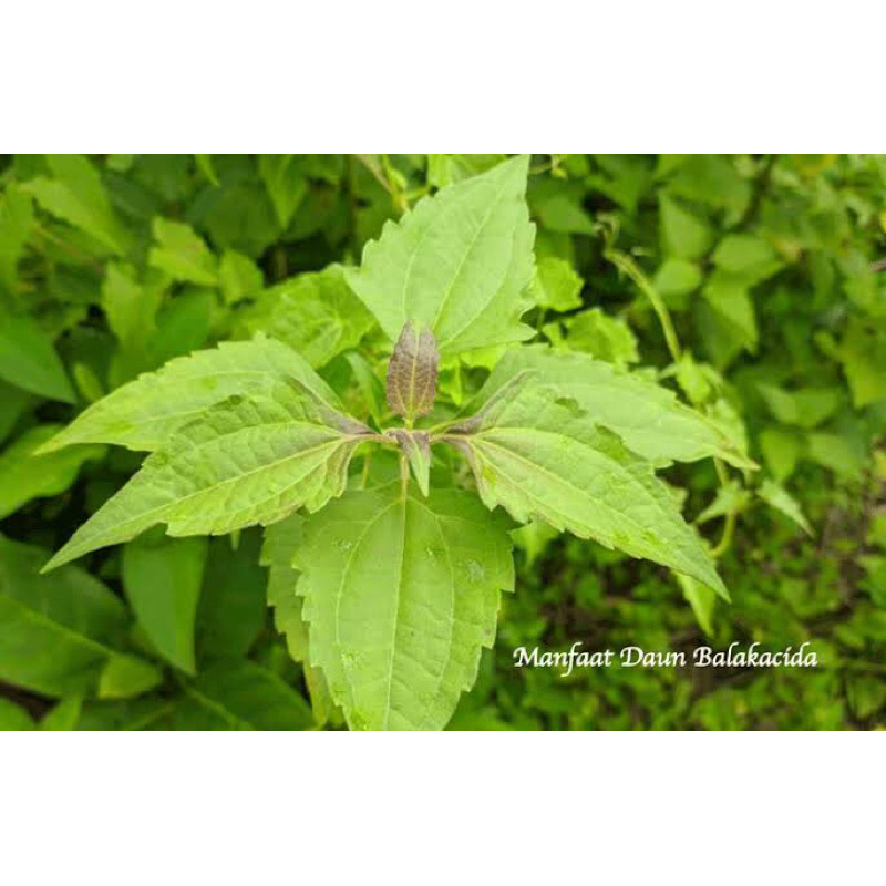 

Balakacida - Kirinyuh - Chromolaena odorata - Enye-Enye Segar 1kg