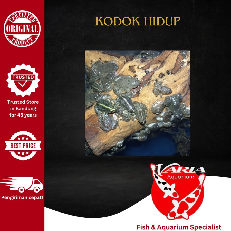 Kodok Hidup Pakan Ikan Predator Pakan Ikan Hias Kodok Hidup