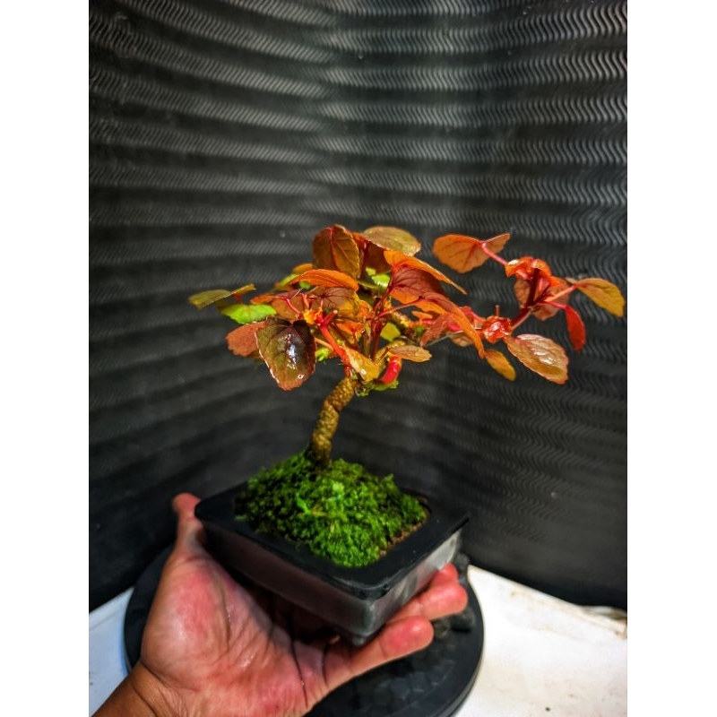Bonsai Mini Mame Bonsai Waru Red Panama Hibiscus Siap Pajang Berkarakter Bonus Pot bonsai Dan lumut 