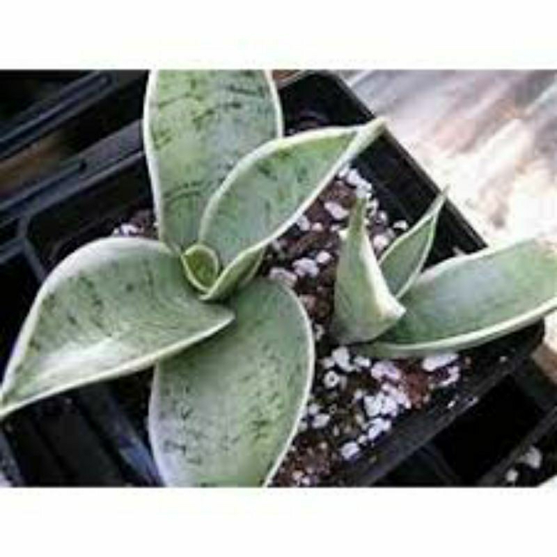 Tanaman Hias Sansevieria / Sansivera Hahnii Cream
