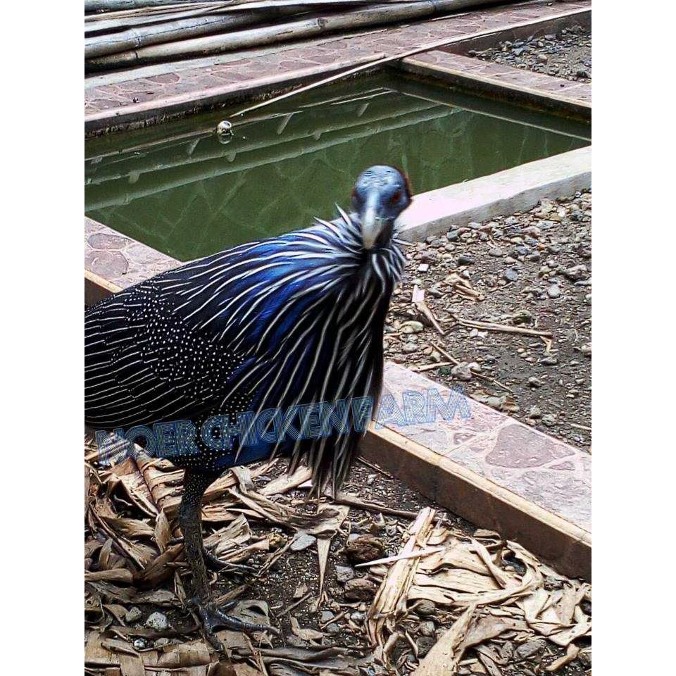 TELUR AYAM HIAS MUTIARA UNTUK DI TETASKAN