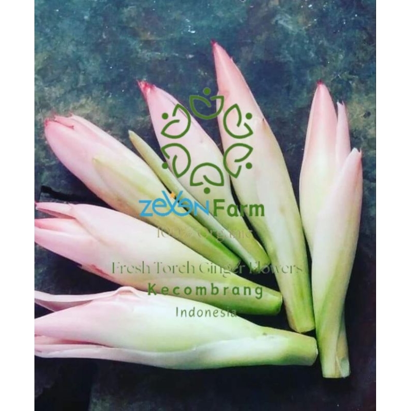 

Kincung/Kecombrang 1kg